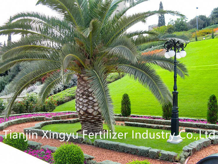 best fertilizer for palm trees,fertilizer for palm trees